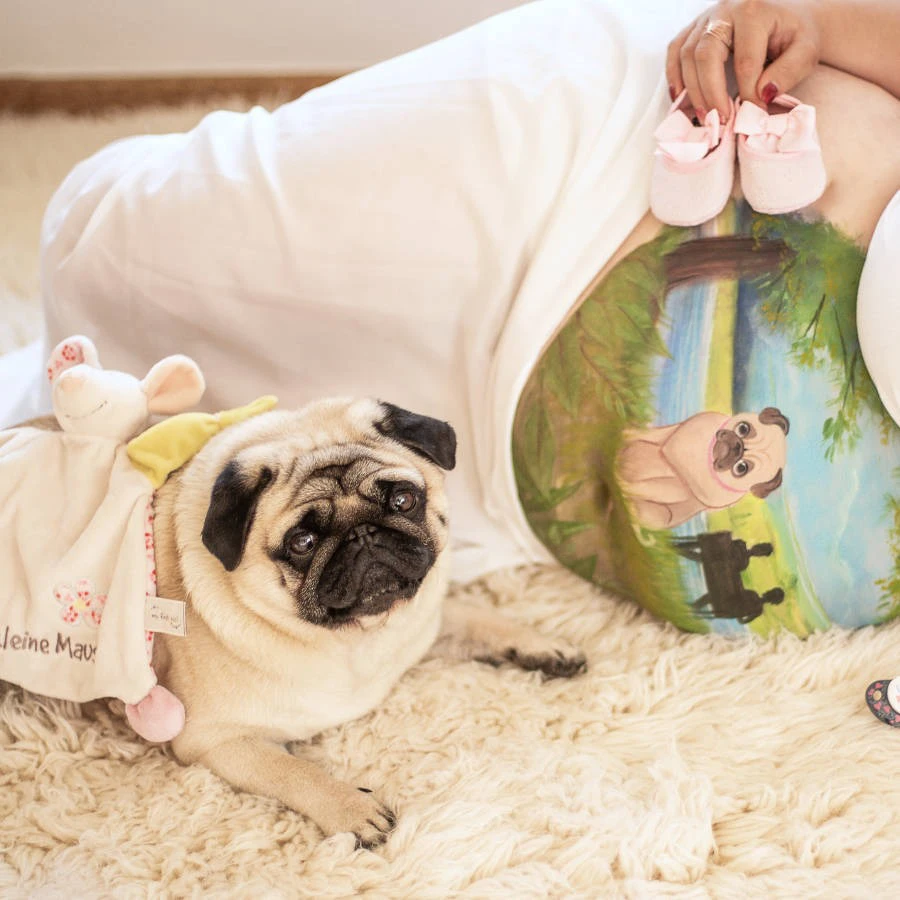 Babybauchbemalung mit Mops-Motiv, daneben der echte Hund und rosa Babyschuhe