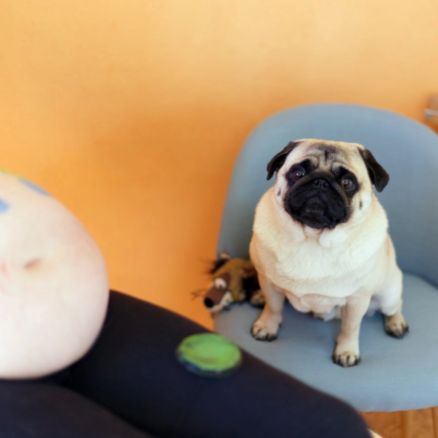 Mops-Hund sitzt während der Babybauchbemalung im Studio und begleitet das Shooting