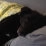 Realistisches Tierportrait eines Hundes – Kundenfeedback bei cy-DESIGN